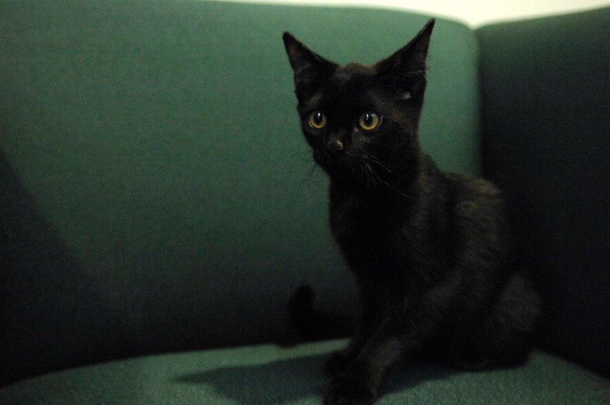 Mila, a three-legged kitten, plays on a chair at Shaw Air Force Base, S.C., on July 24, 2012. Mila was rescued by Senior Airman James Helmic, 20th Aircraft Maintenance Squadron weapons team chief and a native of Phillipsburg, N.J, after she was discovered fatally injured in a Chevy engine compartment here on June 26, 2012. One month after the accident, $3,000 was raised on Indiegogo.com/operationsavemila for Mila’s veterinary bills which cost over $2,000. According to Helmic’s wife, Airman 1st Class Katharina Helmic, 20th Maintenance Operation Squadron aircraft scheduler and a native of Omaha, Neb., the additional money raised will go to shots and other veterinarian care needed for Mila to grow up healthy. (U.S. Air Force photo by Airman 1st Class Krystal Jeffers/Released) 