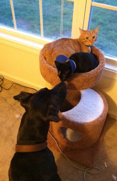 Mila, a three legged kitten, begins interacting with her new companions, Mori the tabby and Madeline the Great Dane, at Columbia, S.C., after being rescued from a Chevy engine compartment. On June 26, 2012 she was discovered in a military vehicle at Shaw Air Force base, S.C., with head wounds and her leg broken in three places. After $2,000 in medical care and a leg amputation, she now lives with her rescuer, Senior Airman James Helmic, 20th Aircraft Maintenance Squadron weapons team chief and a native of Phillipsburg, N.J., and his wife,  Airman 1st Class Katharina Helmic, 20th Maintenance Operation Squadron aircraft scheduler and a native of Omaha, Neb. (U.S. Air Force photo by Senior Airman James Helmic /Released) 