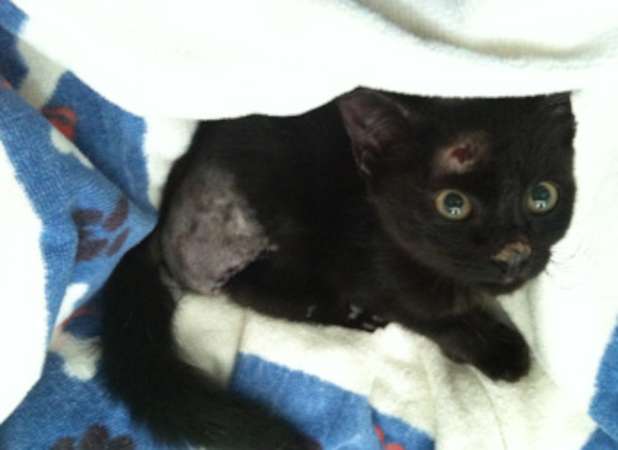 Mila, a three-legged kitten, curls up on a pile of blankets at Columbia, S.C. On June 26, 2012, she was discovered in a Chevy engine and was critically wounded. Along with a head wound, brain swelling, and a gash on her nose, Mila’s leg was broken in three places and had to be surgically removed. (U.S. Air Force photo by Senior Airman James Helmic /Released)