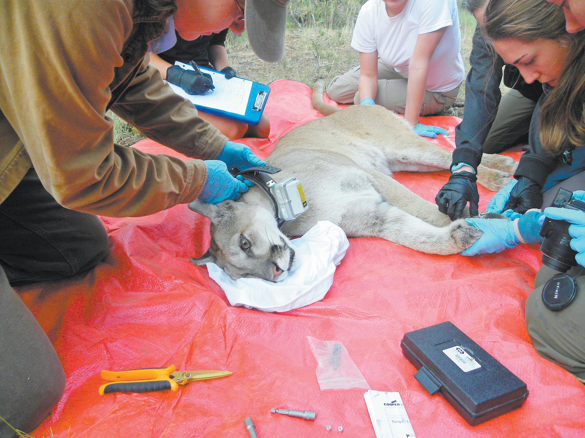 Members of a Furman University wildlife biology research team attach a GPS collar to a female mountain lion recently at Kirtland Air Force Base, N.M. The base's Natural Resources Program staff began studying the big cats in 2010. 

Courtesy photo. 