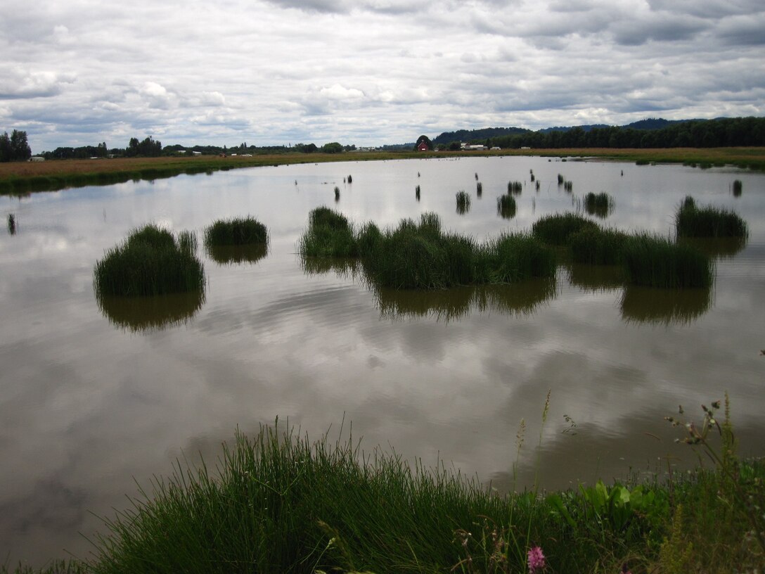 Muddy Creek bank (Wetland Mitigation)                               