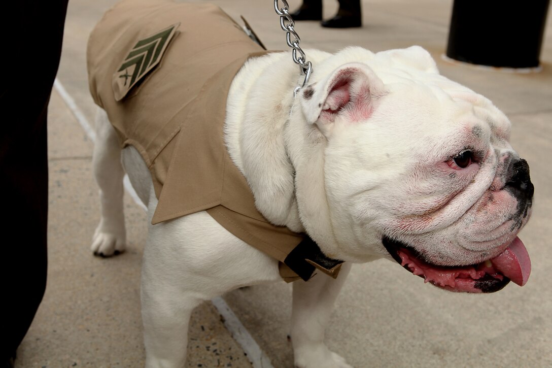Sgt. Chesty XIII, the official mascot Marine Corps, stands on Center walk after being promoted to his current rank during a ceremony at the Barracks June 1. Renowned for his tough, muscular, and aggressive appereance, the English bulldog has been serving as a corporal since May 2010. Sgt. Chesty is always on duty at "the Barracks," motivating spectators and guests at countless performances both here and abroad.