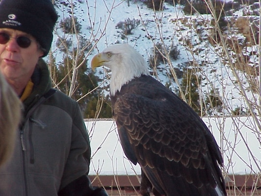 Bird Handler Scott Bol and Maxwell the bald eagle of the Espanola Wildlife Center demonstrate eagle characteristics to volunteers at the eagle watch event.