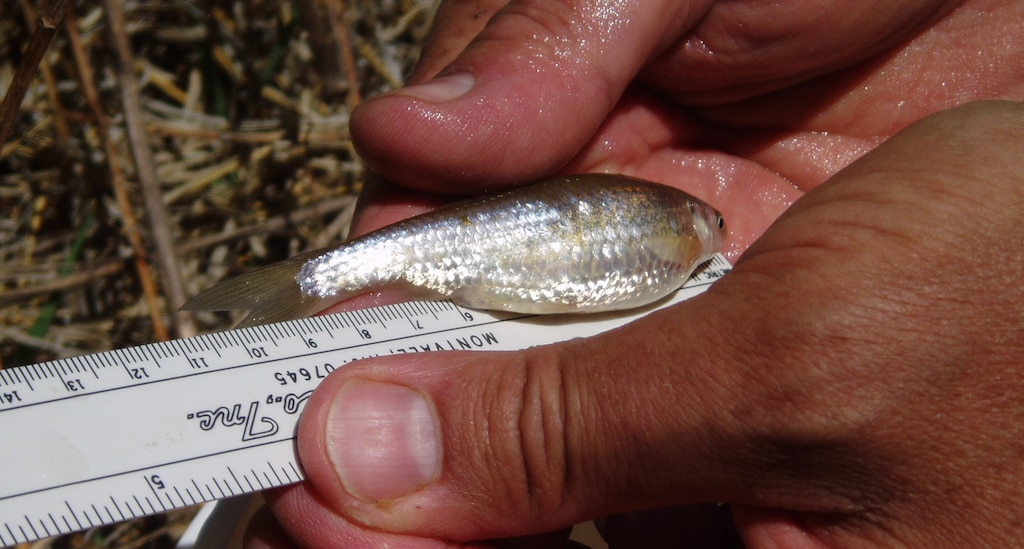 Corps biologist Michael Porter measures a Rio Grande Silvery Minnow during Spring 2010 monitoring activities.
