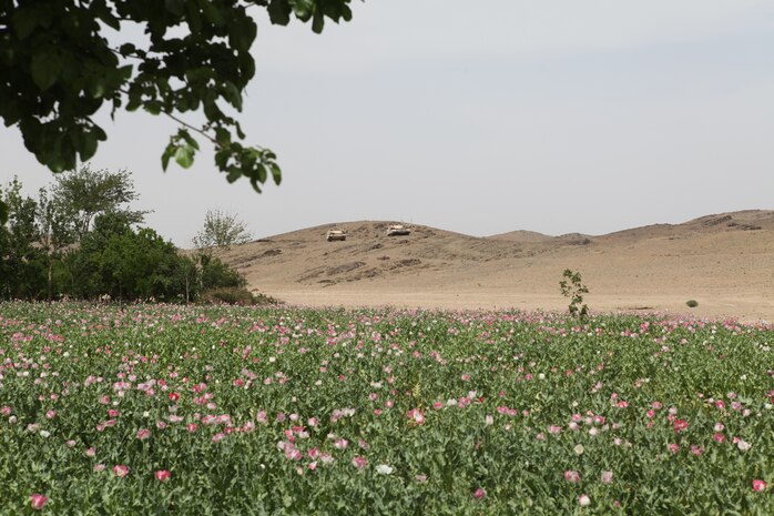 Two M1A1 Abram tanks overlook and provide security for Marines with Charlie Company, 1st Battalion, 8th Marine Regiment, as they clear compounds in search of Taliban fighters April 17, 2012. The Marines and sailors with Charlie Company took part in a month long operation where they cleared the Gostan valley of enemy forces.