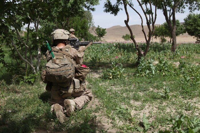 Marines with Charlie Company, 1st Battalion, 8th Marine Regiment, patrol through a poppy field while searching for enemy combatants, April 17, 2012. The Marines and sailors with Charlie Company took part in a month long operation where they cleared the Gostan valley of enemy forces.