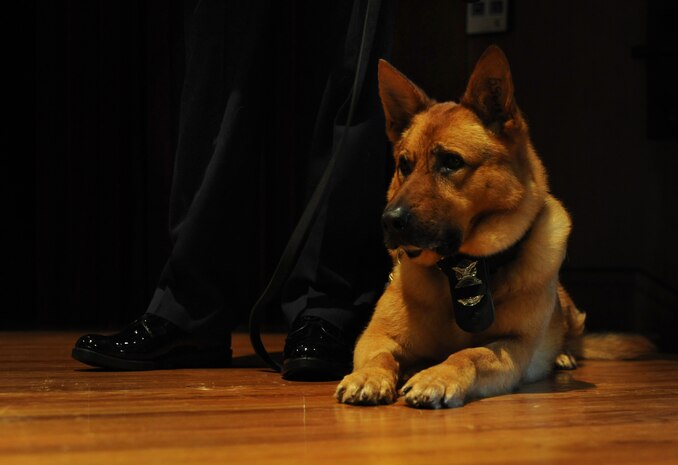 Rony, a military working dog, lays next to Staff Sgt. Jonathan Calo, 628th Security Forces dog handler, during the memorial service for Waldo, a military working dog, at Joint Base Charleston - Air Base, S.C.  June 6, 2012. Waldo was assigned to the 628th Security Forces Squadron and served most of his career here. He was deployed twice to Afghanistan. During his career, Waldo conducted 2,304 hours of searches and completed 425 hours of detection training. (U.S. Air Force photo/Airman 1st Class Ashlee Galloway)