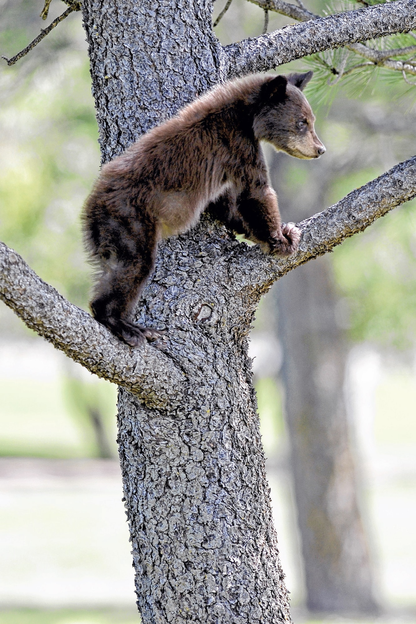 A bear cub climbs a tree on the Academy grounds last year.  The treed-rugged area is a natural habitat for black bears. Black is a species, not a color. In Colorado many black bears are blonde, cinnamon or brown. (U.S. Air Force Photo/Mike Kaplan)
