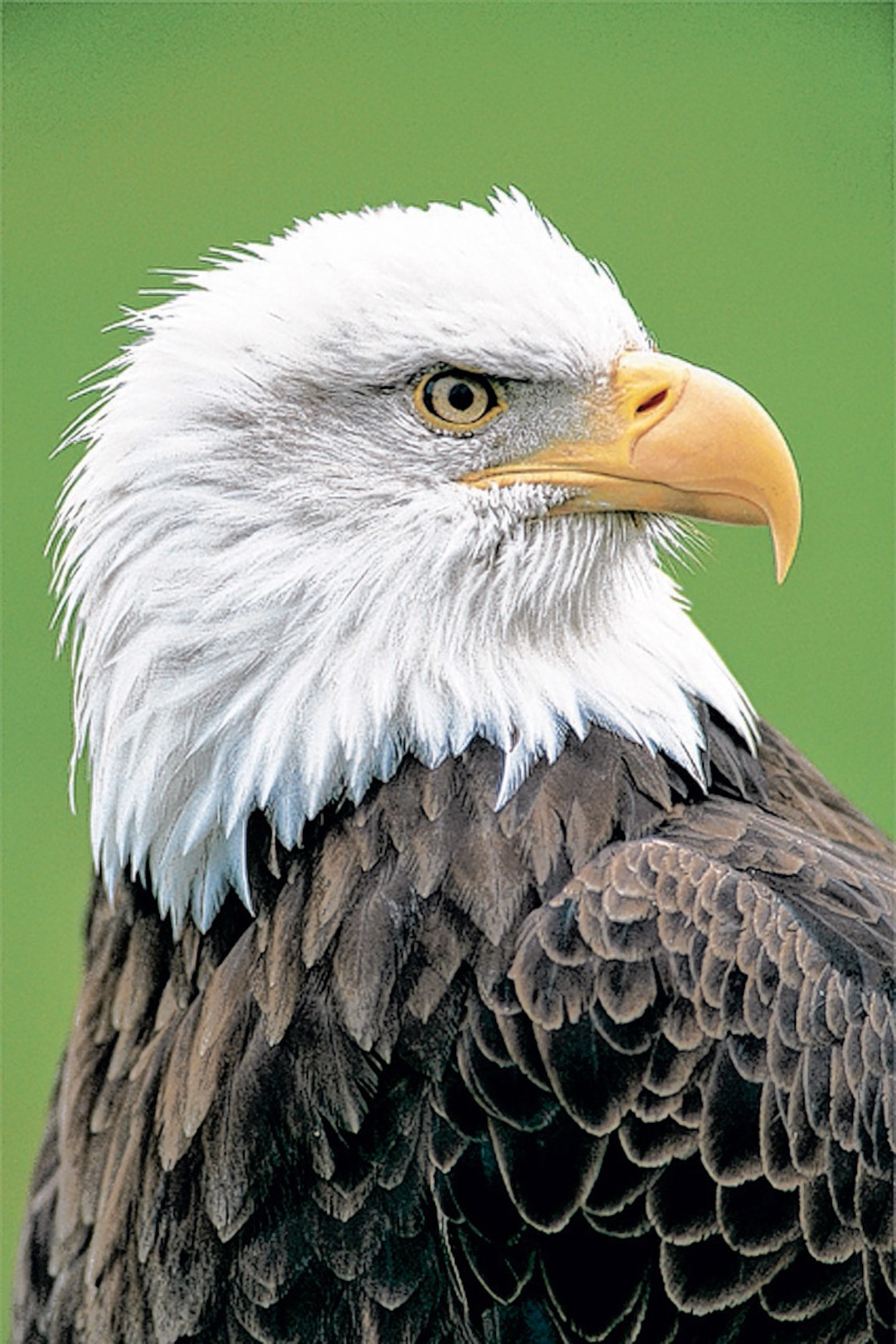 American bald eagle nest in the foothills of the Academy. (U.S. Air Force Photo)
