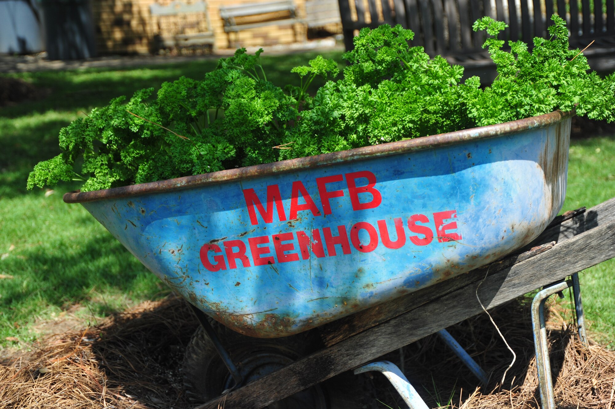 Jane McCarthy, Maxwell's greenhouse director, oversees plants, lawns and foilage at Maxwell and offers leftover or rescued plants to those with base access. The greenhouse hours are 6:30 a.m. to 2:30 p.m. Monday through Thursday. For more information contact McCarthy at 953-8986. (Air Force photo by Airman 1st Class William Blankenship)