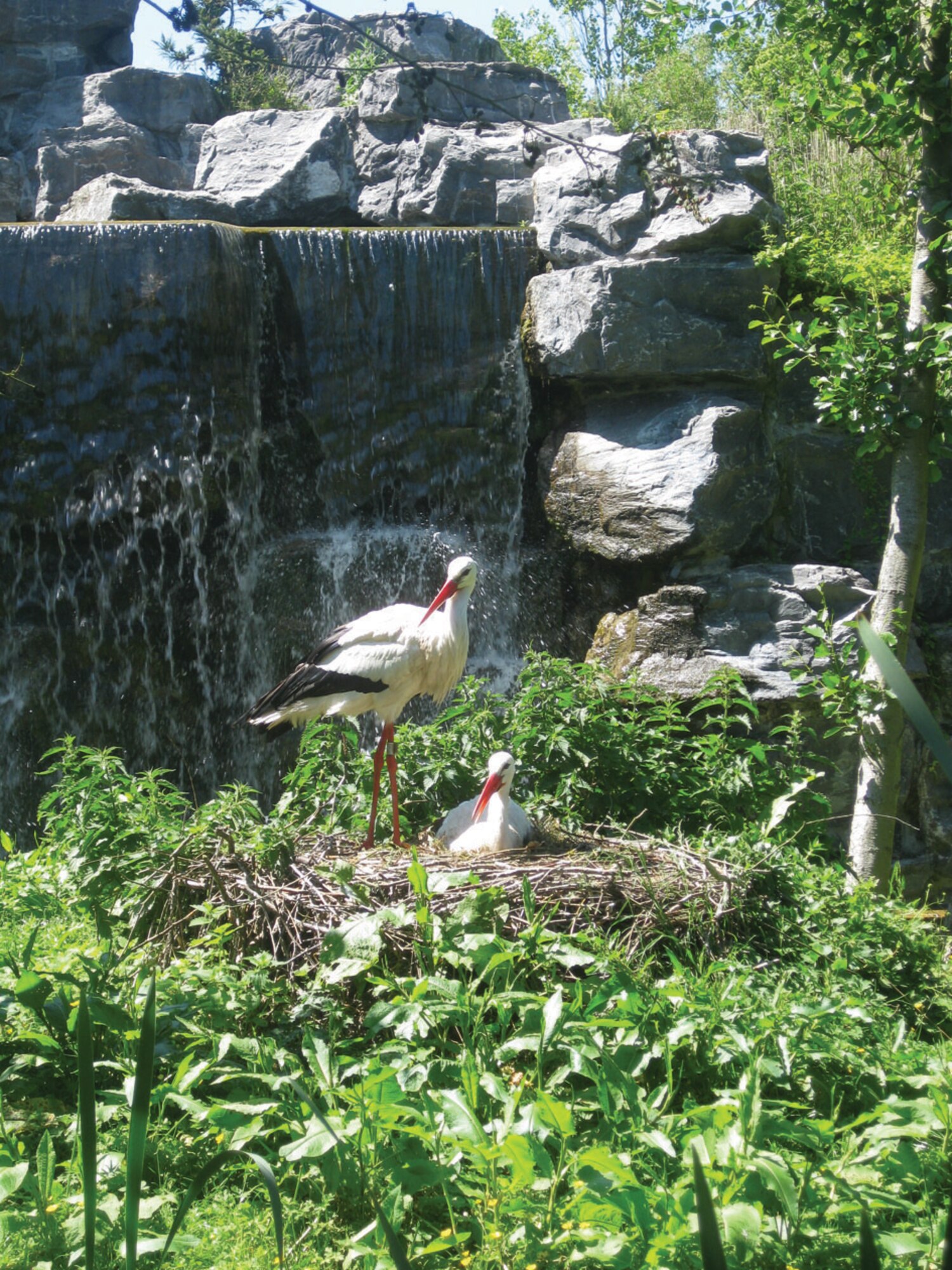 Cranes nest in the Pairi Daiza’s Chinese garden, the largest Chinese garden in Europe.(U.S. Air Force photo/Tech. Sgt. Lindsey Maurice)