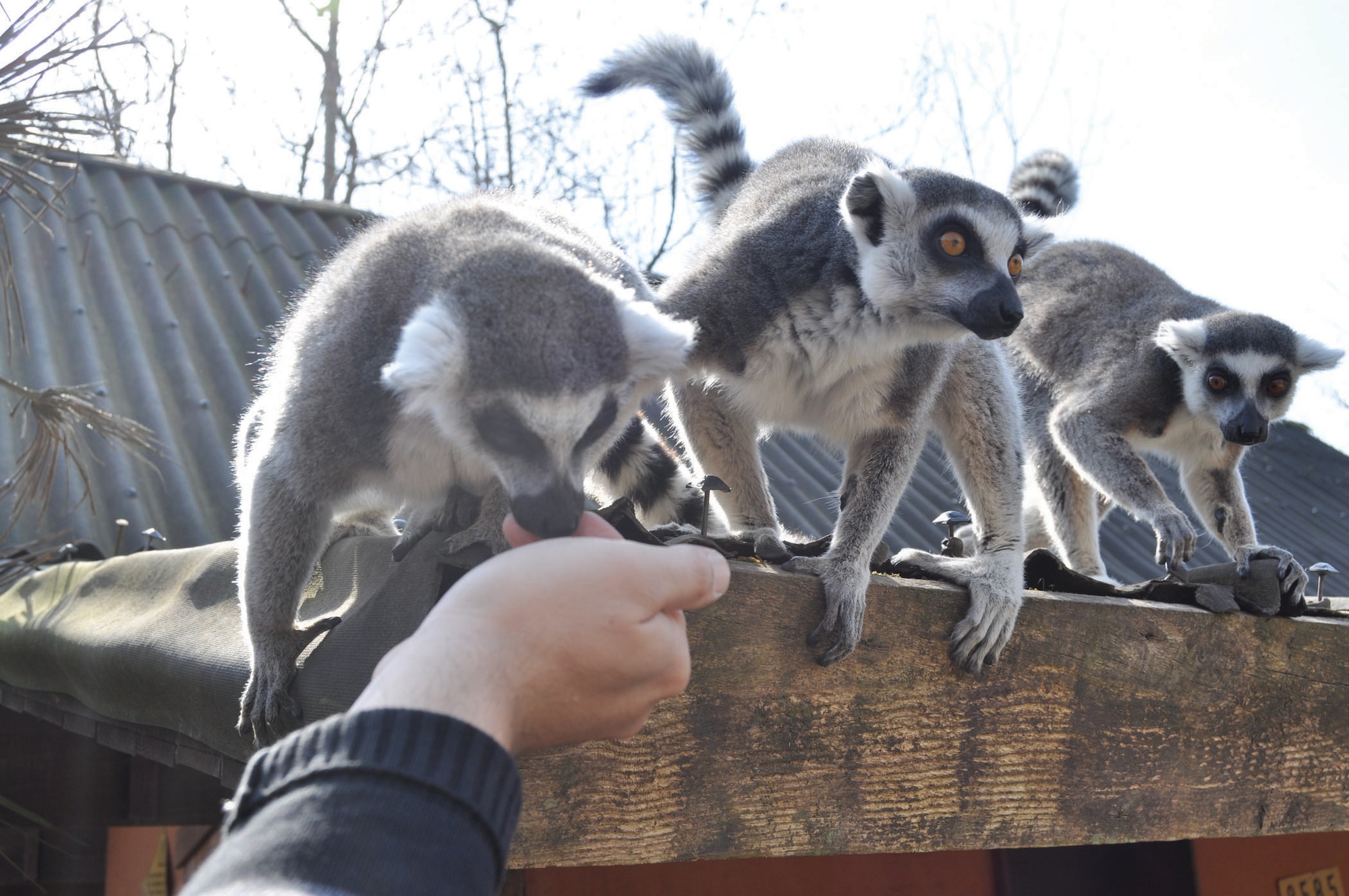 Pairi Daiza guests feed  Madagascan lemurs during their visit to the park. Guests can see more than 4,000 species within the 140-acre zoo and garden oasis.(U.S. Air Force photo/Tech. Sgt. Lindsey Maurice)
