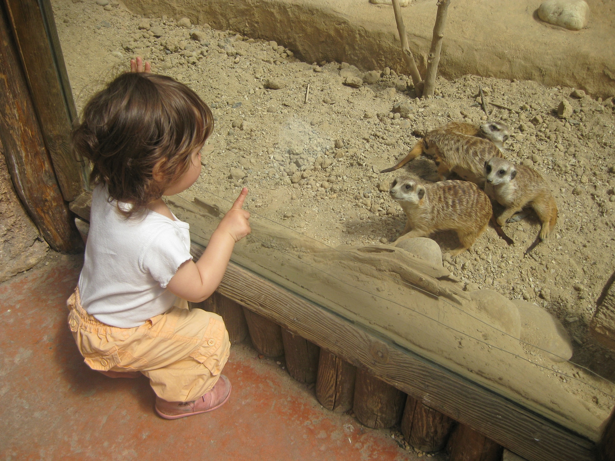 A toddler checks out the meerkats, one of more than 4,000 species housed at Pairi Daiza.(U.S. Air Force photo/Tech. Sgt. Lindsey Maurice)