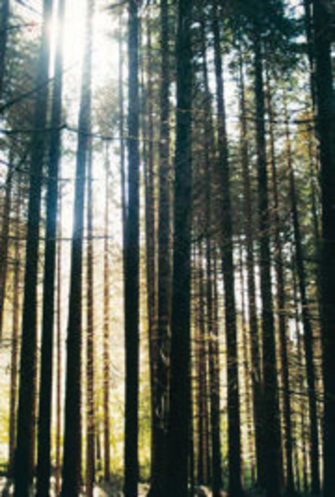 The forests surrounding the lake offer beautiful hiking and mountain biking trails.(U.S. Air Force photo/Senior Airman Katherine Windish)