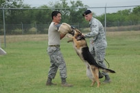 Tech. Sgt. Santiago Bernal (left), 902nd Security Forces Squadron military working dog section NCO in charge, and Senior Airman Clinton Patton, 902nd military working dog handler, get military working dog Harry to release after a training exercise at the obstacle course at the MWD kennel at Joint Base San Antonio-Randolph, Texas, June 7. (U.S. Air Force photo by Rich McFadden) 