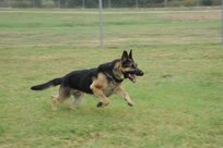 902nd Security Forces military working dog Goro attacks during a training exercise at the obstacle course at the MWD kennel at Joint Base San Antonio-Randolph, Texas, June 7. (U.S. Air Force photo by Rich McFadden)