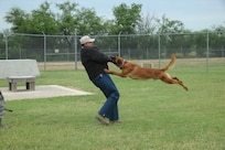 Military working dog Ccharles attacks Staff Sgt. Darrell Williams, 902nd Security Forces Squadron military working dog trainer, during a training exercise at the obstacle course at the wmd kennel at Joint Base San Antonio-Randolph, Texas, June 7. (U.S. Air Force photo by Rich McFadden)