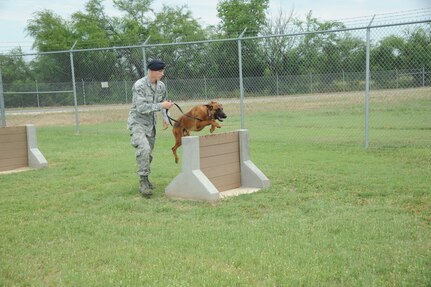 Senior Airman Clinton Patton, 902nd Security Forces Squadron military working dog handler, runs his military working dog Ccharles through hurdles at the obstacle course at the wmd kennel at Joint Base San Antonio-Randolph, Texas, June 7. (U.S. Air Force photo by Rich McFadden) 