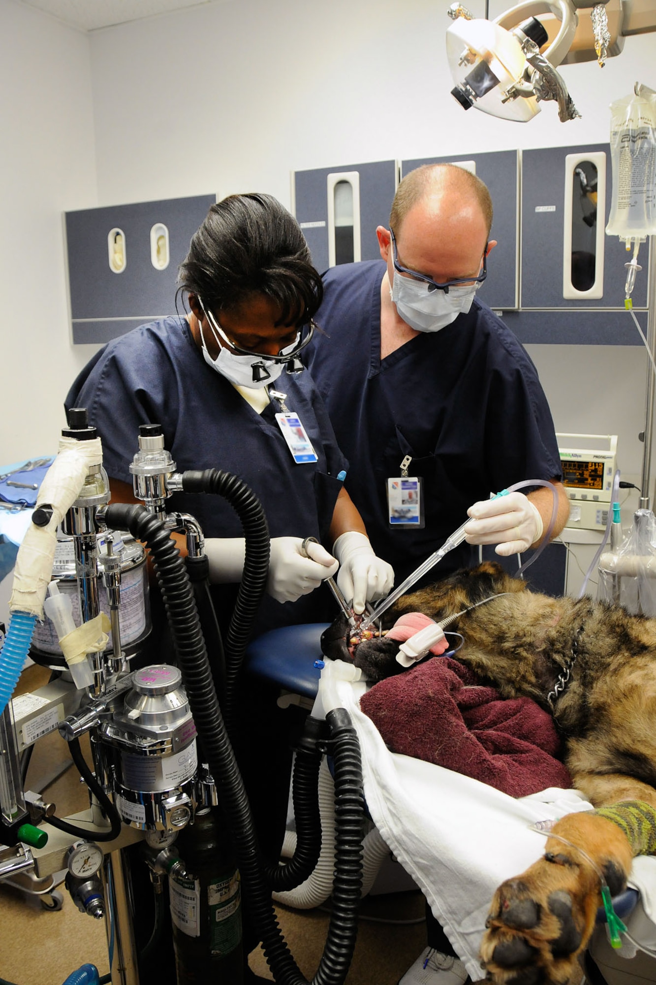 HANSCOM AIR FORCE BASE, Mass. – Lt. Col. (Dr.) Jennie Stoddart (left), dentist, and Master Sgt. Rich Thorpe, Dental Flight NCO in charge, examine Military Working Dog Bret during a procedure at the dental clinic June 8. Dentists worked with the Veterinary Treatment Facility for health checkups before the dog retires and is adopted. (U.S. Air Force photo by Linda LaBonte Britt)