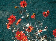 A hummingbird rests on a flower at Dworshak Dam near Orofino, Idaho on July 2010.
