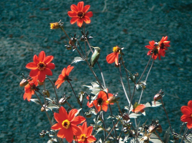 A hummingbird rests on a flower at Dworshak Dam near Orofino, Idaho on July 2010.