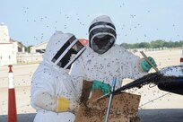 Steve Kelly (right) and Mike Lloyd, 902nd Civil Engineer Squadron entomology section, use cardboard and a broom to remove a swarm of bees on the flap of a T-6 Texan II aircraft on the flightline at Joint Base San Antonio-Randolph, Texas, June 13. (U.S. Air Force photo by Rich McFadden) 