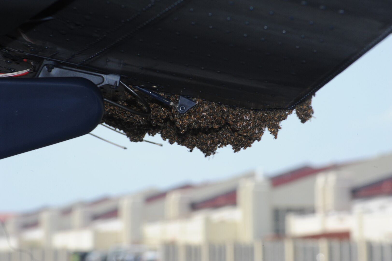 A swarm of bees make the flap of a T-6 Texan II aircraft their home on the flightline at Joint Base San Antonio-Randolph, Texas, June 13. (U.S. Air Force photo by Rich McFadden) 