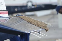 A swarm of bees make the flap of a T-6 Texan II aircraft their home on the flightline at Joint Base San Antonio-Randolph, Texas, June 13. (U.S. Air Force photo by Rich McFadden) 