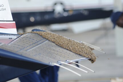 A swarm of bees make the flap of a T-6 Texan II aircraft their home on the flightline at Joint Base San Antonio-Randolph, Texas, June 13. (U.S. Air Force photo by Rich McFadden) 