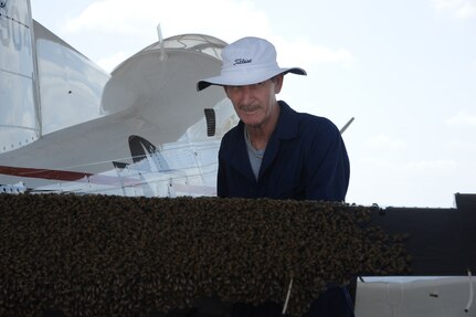 Steve Kelly, 902nd Civil Engineer Squadron entomology section, examines a swarm of bees on the flap of a T-6 Texan II aircraft on the flightline at Joint Base San Antonio-Randolph, Texas, June 13. (U.S. Air Force photo by Rich McFadden) 