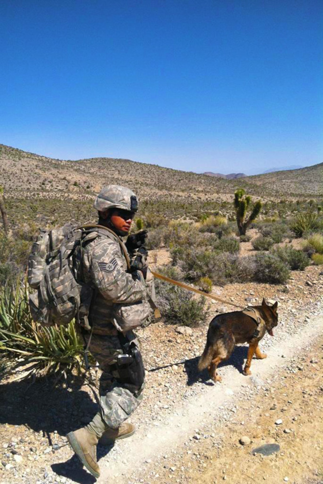 Staff Sgt. Paul Cruz, 647th Security Forces Squadron military working dog handler, and Military Working Dog Bert, conduct patrol operations during pre-deployment training May 24, 2012, at Creech Air Force Base, Nev. This photo, taken with a cellular phone camera, is the last photograph ever taken of Bert before he died due to complications from a tumor found on his heart. Security forces Airmen and base leadership honored the seven years of active service MWD Bert gave in a memorial ceremony June 13. (U.S Air Force courtesy photo/Staff Sgt. Paul Cruz) 