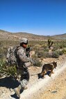 Staff Sgt. Paul Cruz, 647th Security Forces Squadron military working dog handler, and Military Working Dog Bert, conduct patrol operations during pre-deployment training May 24, 2012, at Creech Air Force Base, Nev. This photo, taken with a cellular phone camera, is the last photograph ever taken of Bert before he died due to complications from a tumor found on his heart. Security forces Airmen and base leadership honored the seven years of active service MWD Bert gave in a memorial ceremony June 13. (U.S Air Force courtesy photo/Staff Sgt. Paul Cruz) 