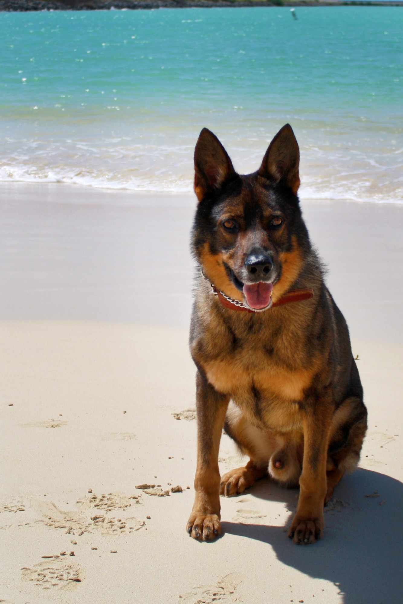 Military Working Dog Bert, 647th Security Forces Squadron, Joint Base Pearl Harbor-Hickam, Hawaii, died due to complications from a tumor found on his heart May 25, 2012, while attending pre-deployment training with handler, Staff Sgt. Paul Cruz, at Creech Air Force Base, Nev. Security forces Airmen and base leadership honored the seven years of active service MWD Bert gave in a memorial ceremony June 13. (U.S Air Force photo/Staff Sgt. Paul Cruz)