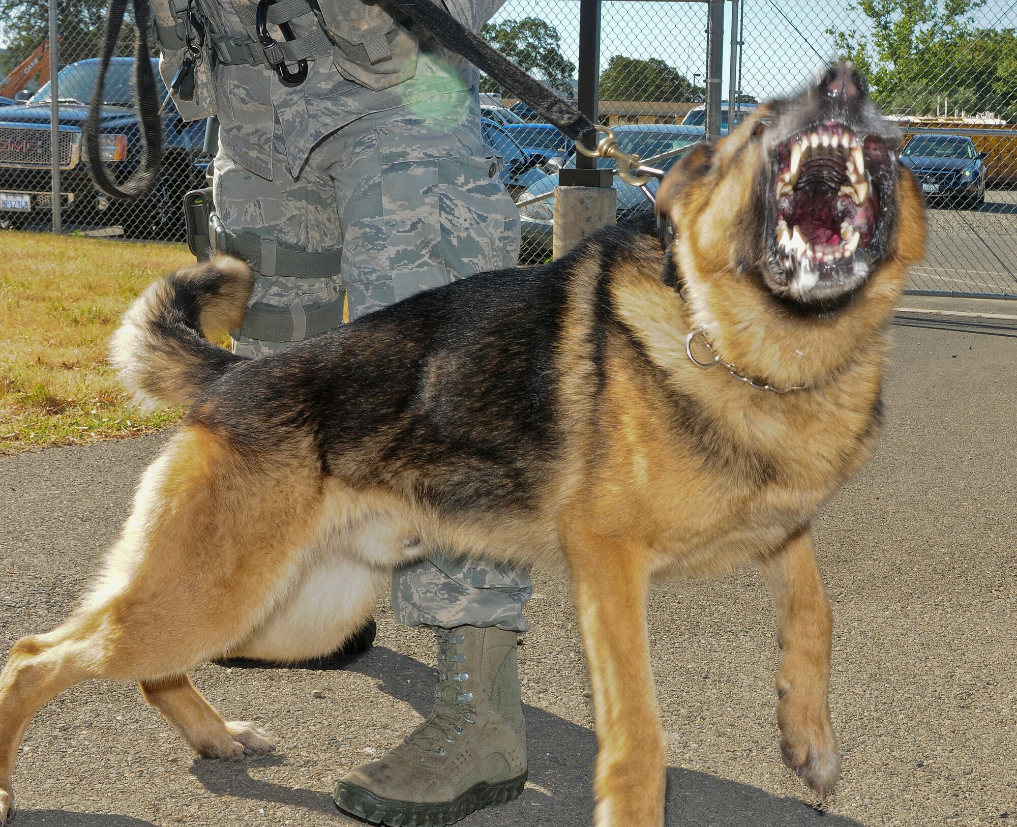 Kanto, a military working dog with the 9th Security Forces Squadron, reacts during a training scenario at Beale Air Force Base, Calif., June 12, 2012. MWDs are initially trained at Lackland Air Force Base, Texas, for approximately three months. (U.S. Air Force photo by Senior Airman Allen Pollard/Released)