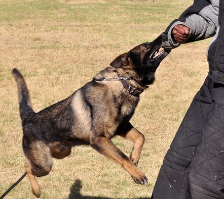 Frigo, a military working dog with the 9th Security Forces Squadron, holds on to a suspect during a  training scenario at Beale Air Force Base, Calif., June 12, 2012. MWDs are utilized throughout the Department of Defense for detection and patrol. (Courtesy photo by Noelle Hoffman)