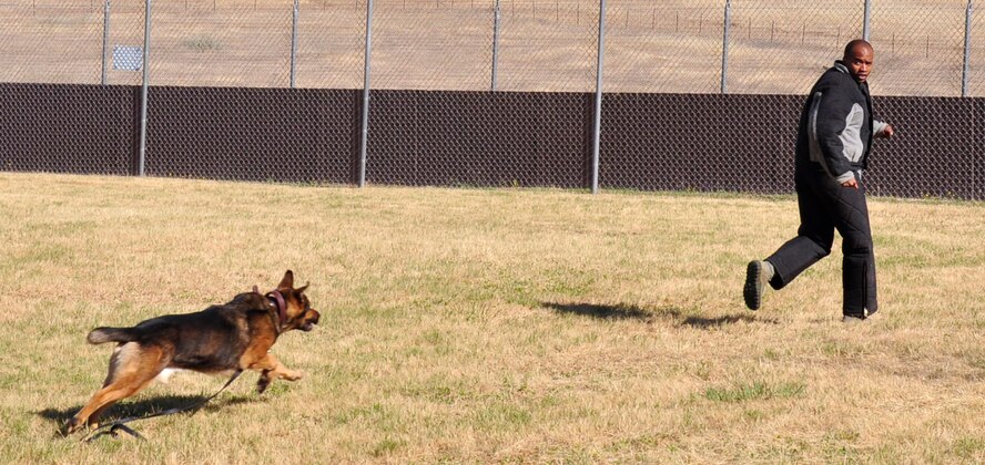U.S. Air Force Staff Sgt. Kenneth Houston, 9th Security Forces Squadron military working dog handler, tries to evade a K-9 during a training scenario at Beale Air Force Base, Calif., June 12, 2012. Handlers routinely conduct scenario training to recognize what they may encounter in the field. (Courtesy photo by Noelle Hoffman) 

