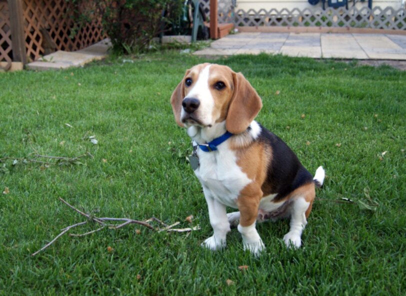 Summertime can be as much fun for your pet as it is for you. But pet owners need to take some precautions to keep their animal companions happy, cool and safe during the dog days of summer. See article for summer safety tips to protect your pet. (Courtesy photo)