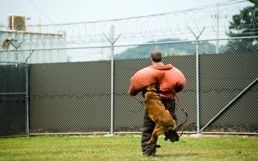 Tech. Sgt. Patrick Schue, right, 8th Security Forces Squadron military working dog handler, releases a K-9 on Maj. Brian Snyder, 8th Communication Squadron commander, during a training exercise at Kunsan Air Base, Republic of Korea, June 15, 2012. The K-9s are trained regularly to maintain mission readiness. (U.S. Air Force photo/Staff Sgt. Michael Schocker)