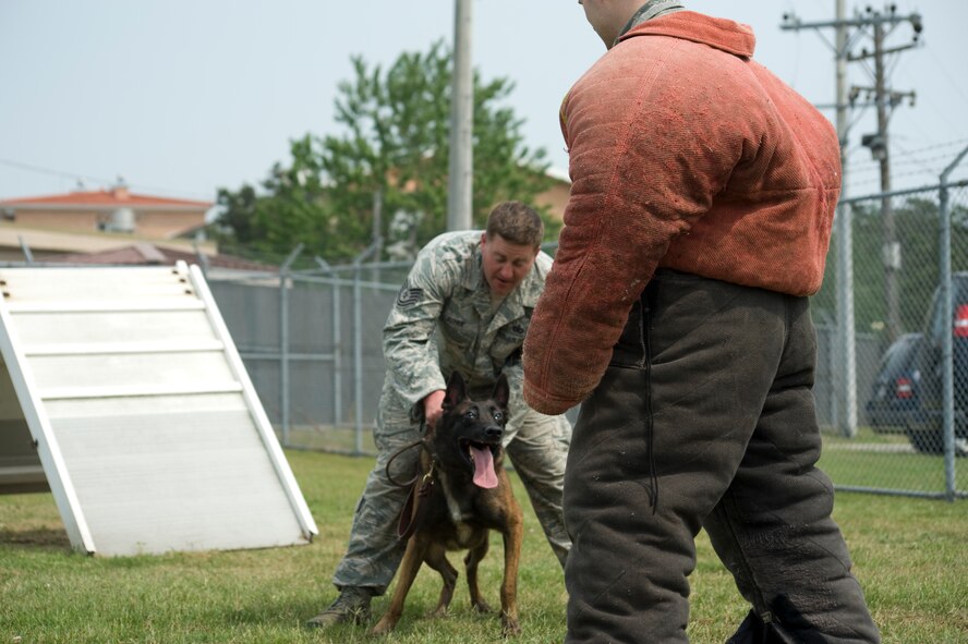 Tech. Sgt. Patrick Schue, left, 8th Security Forces Squadron military working dog handler, and Maj. Brian Snyder, 8th Communication Squadron commander, perform a variety of training exercises with one of the K-9s at Kunsan Air Base, Republic of Korea, June 15, 2012. These exercises demonstrate what the MWD unit can accomplish when called upon. (U.S. Air Force photo/Staff Sgt. Michael Schocker)