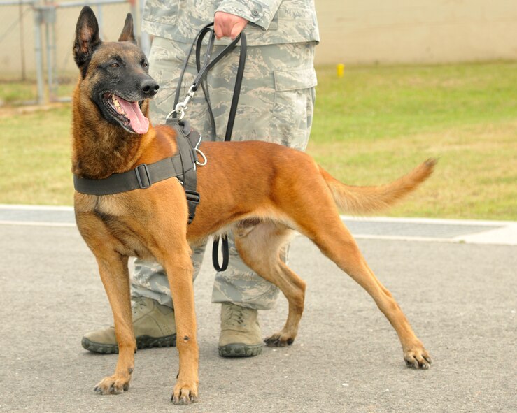 Tech. Sgt. Patrick Schue, 8th Security Forces Squadron military working dog handler, waits patiently with his K-9 for a training exercise at Kunsan Air Base, Republic of Korea, June 15, 2012. The exercise was to demonstrate to new commanders how effective the MWD unit is. (U.S. Air Force photo/Senior Airman Marcus Morris)