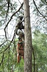 U.S. Air Force Senior Airman Skylin Fosah, 820th Combat Operations Squadron, positions himself in a tree to provide assistance to a training dummy, which represents a stranded parachutist. Fosah and other Airmen with the 820th Base Defense Group attended a tree rescue course June 11, 2012, at Moody Air Force Base, Ga. (U.S. Air Force photo by Master Sgt. Sonny Cohrs/Released) 
