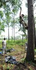 U.S. Air Force Tech. Sgt. Daniel Daubert, 347th Operations Support Squadron survival, evasion, resistance and escape specialist, demonstrates proper climbing position during a tree rescue course June 11, 2012, at Moody Air Force Base, Ga. By securing himself to the tree with a safety line and spurs, Daubert is able to use his hands to assist a stranded parachutist in the tree. (U.S. Air Force photo by Master Sgt. Sonny Cohrs/Released) 

