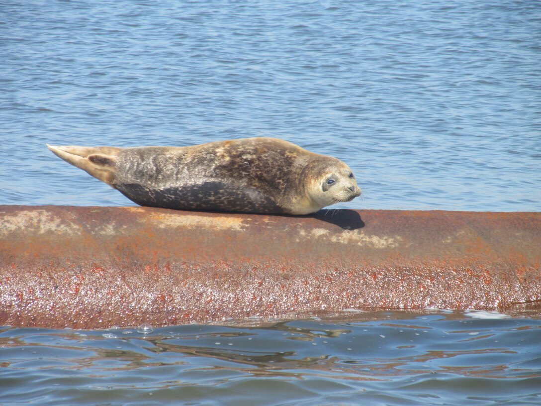 NEW YORK — The ‘resident’ Harbor Seal who has been lying on the dredge pipeline that is delivering the sand and sunning himself as the U.S. Army Corps of Engineers New York District performs its work.

