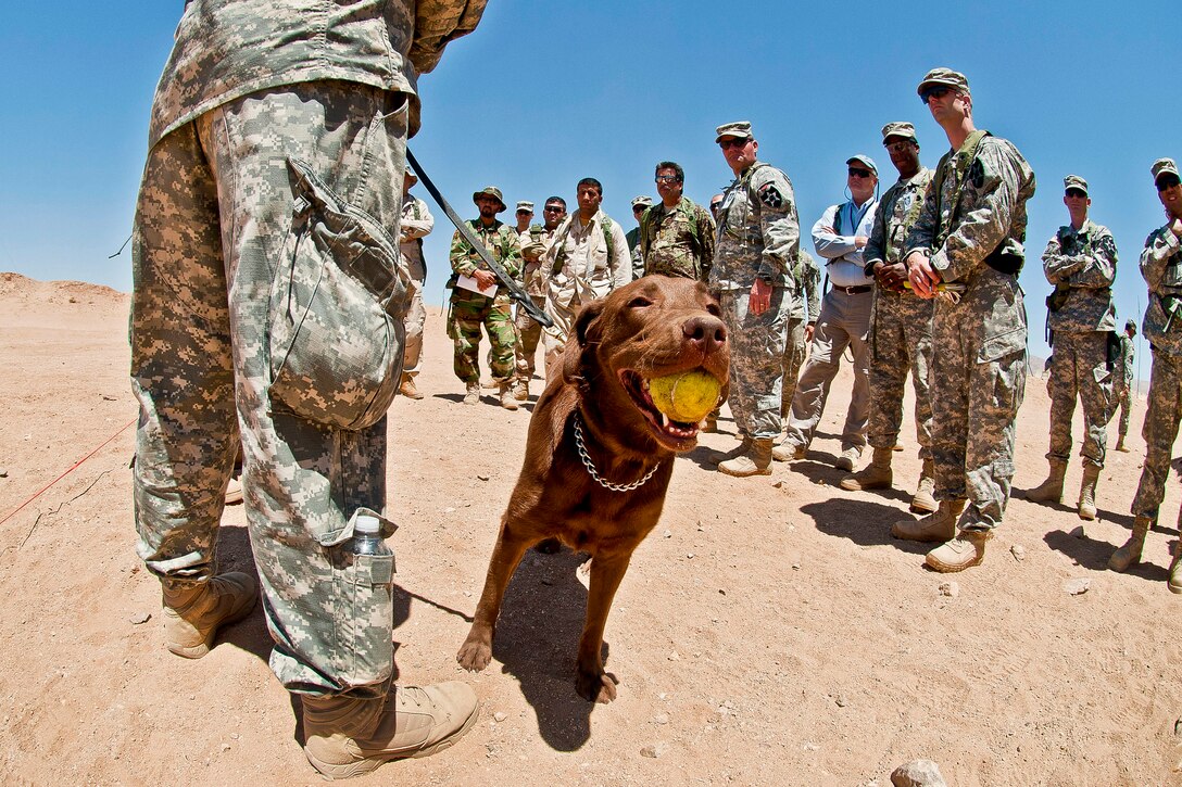 Coba, a 3-year-old chocolate lab trained to detect tactical explosives, chews on a tennis ball as David Sheffer, her handler and dog trainer, explains Coba's capabilities at the National Training Center on Fort Irwin, Calif., June 14, 2012. Soldiers assisgned to the 2nd Division's 4th Stryker Brigade, role players and government civilians watched the demonstration. Brigade members will select handlers to lead a similar dog in Afghanistan when they deploy this fall.