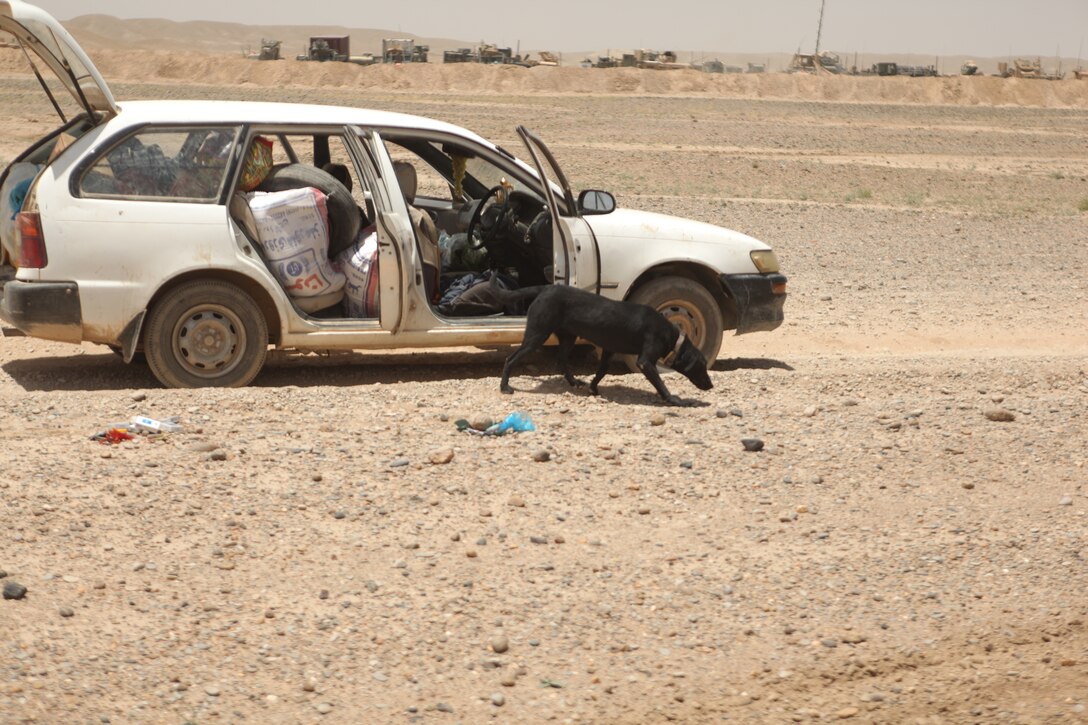 NAHR-E SARAJ, Afghanistan- Harley, an improvised explosive detection dog, searches the area around a vehicle during Operation Jaws June 23, 2012. An IED dog is one of the many tools 1st Combat Engineer Battalion use to ensure the safety of the roads they patrol and clear.