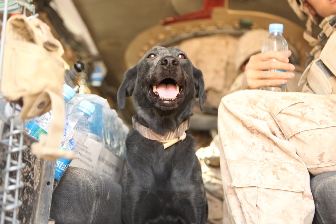 Harley, an improvised explosive detection dog, sits patiently in the back of a vehicle during Operation Jaws June 23, 2012. The Operation took place in the Nahr-e Saraj district of Helmand province. Harley is one of the many tools 1st Combat Engineer Battalion, 1st Marine Division (Forward) uses to track down the location of IEDs.