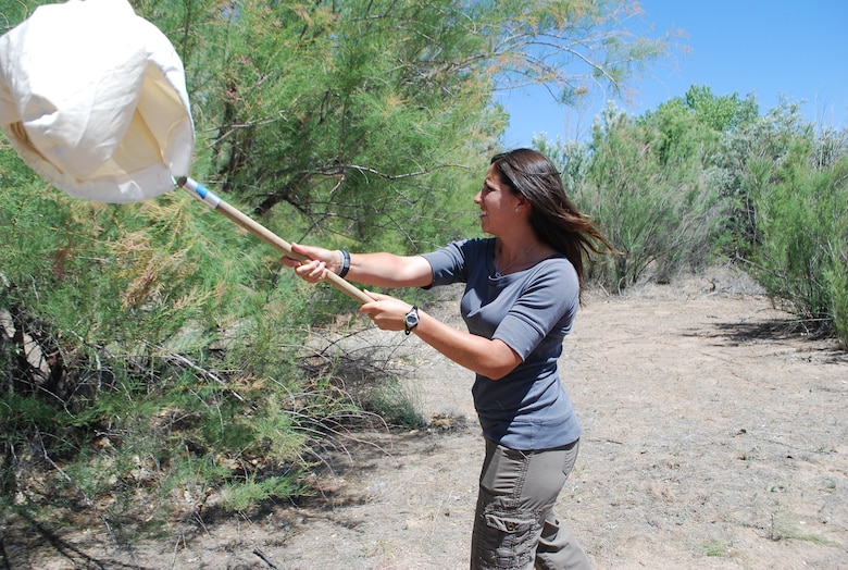 One of the District’s biologists, Danielle Galloway, uses a sweep net for capturing Tamarisk Leaf Beetles, a bio-controlling species that is used to help control the spread of Tamarisk.