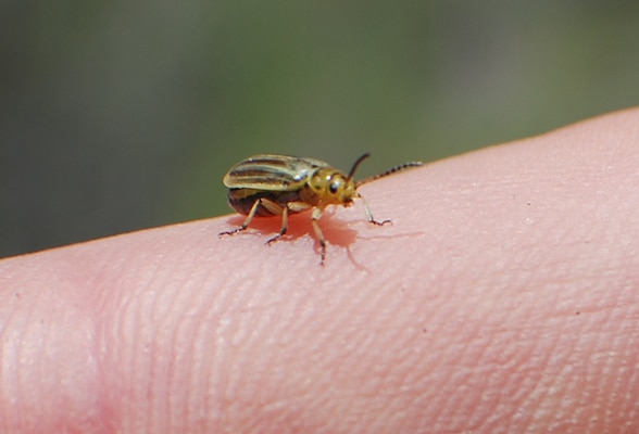 One of the many Tamarisk Leaf Beetles caught during the workshop.