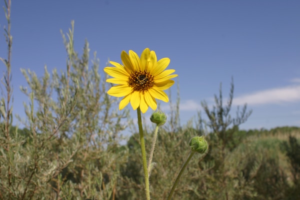 Sunflowers are native to New Mexico and are springing up in swales all over the Rio Grande’s Bosque.