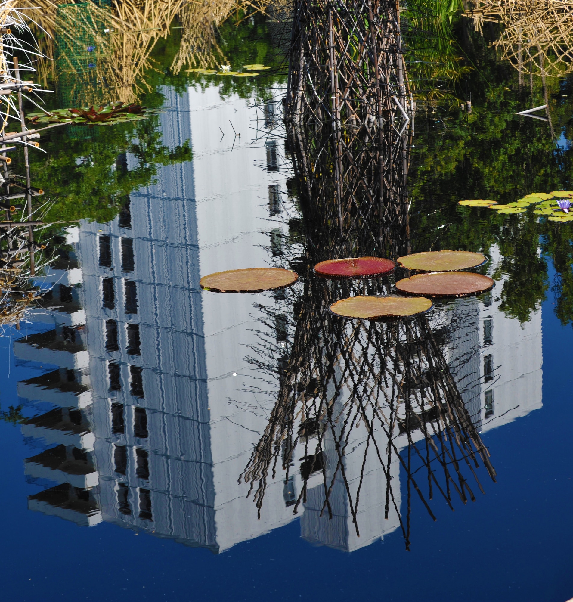 DENVER – The Denver skyline reflects in a water garden at the Denver Botanical Gardens.  The gardens are inside the Denver city limits and are within biking distance of downtown.  (U.S. Air Force photo by Airman 1st Class Darryl Bolden Jr.)